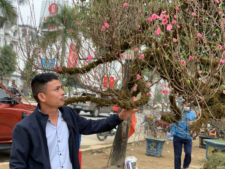 Cận cảnh hoa bạch đào Lào Cai quý hiếm cùng đào Nhật Tân trăm triệu, mai vàng tiền tỉ năm Quý Mão chờ đại gia xuống tiền - 7