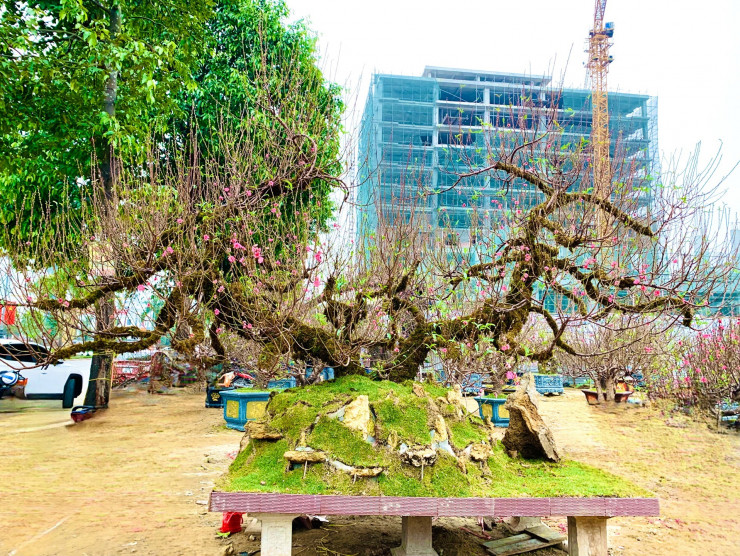 Cận cảnh cây đào Nhật Tân cổ thụ thế rồng bay, ẩn mình trong rêu phong đang khoe sắc trên đại lộ Lê-Nin (phường Hà Huy Tập, thành phố Vinh, tỉnh Nghệ An).
