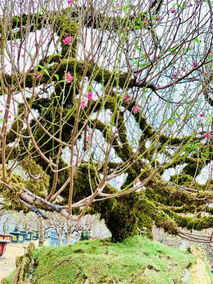 Cây đào có chiều rộng tán lá gần 7m, cao 4m, đường kính gốc nơi to nhất gần 25cm, nặng khoảng 3 tấn (bao gồm cả bệ).