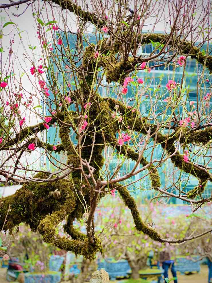 Quanh thân cây có lớp rêu màu xanh dương phủ kín; có hai cành chính tỏa về hai hướng với bên thấp bên cao tựa như “một con rồng đang bay"; một số hoa đã nở và rất nhiều nụ sắp bung. Ảnh: Quỳnh Tran