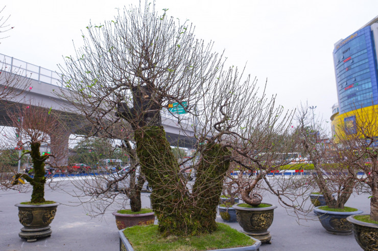 Cận cảnh hoa bạch đào Lào Cai quý hiếm cùng đào Nhật Tân trăm triệu, mai vàng tiền tỉ năm Quý Mão chờ đại gia xuống tiền - 10