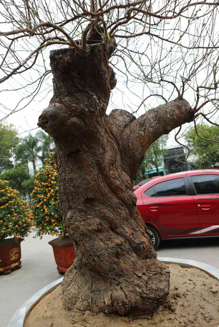 Đây là một gốc đào được chào bán với giá 70 triệu đồng. "Cụ cây" này hiện đang được bày bán tại khu vực quảng trường Lam Sơn, TP Thanh Hóa