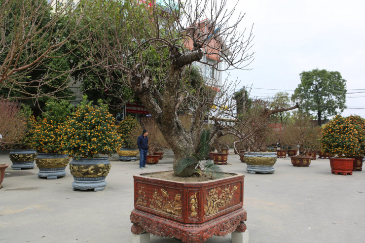 Những gốc đào "khủng" này có tuổi đời hàng chục năm được chào bán với giá từ 50 triệu đồng tới gần 100 triệu đồng