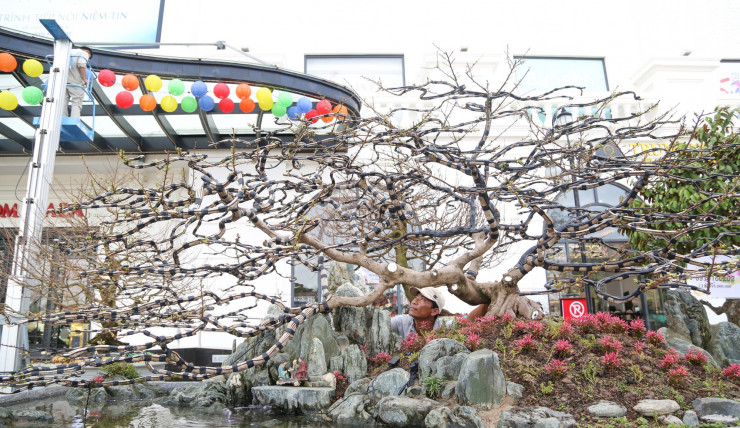 Cây mai dáng đổ có tán rộng hơn 2 m