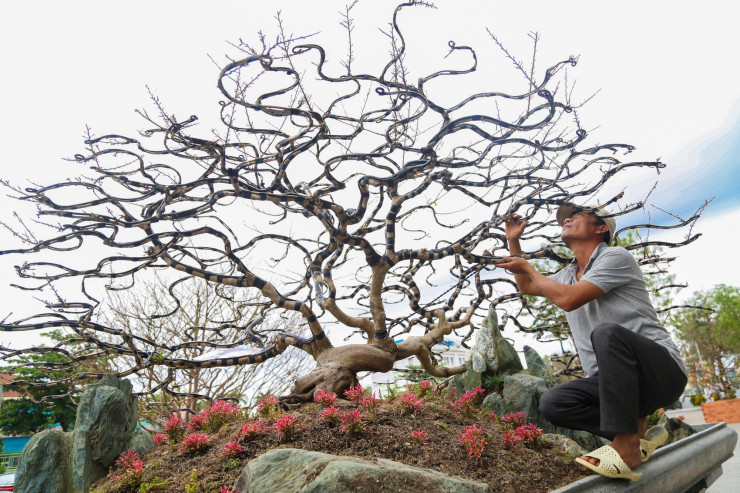 Cây mai dáng độc được chủ nhân định giá 595 triệu đồng