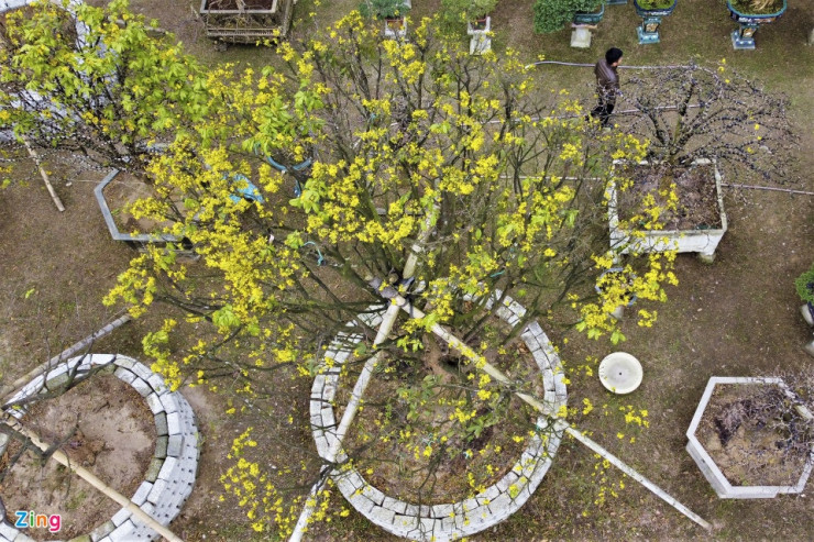 "Những cụ mai này là loại mai 5 cánh xuất xứ ở Huế, tuổi đời xấp xỉ 100 năm. Cây cao 6 m, tán rộng 5 m với dáng vẻ tự nhiên, chưa qua chỉnh sửa nên giá bán hơn một tỷ đồng", anh nói.