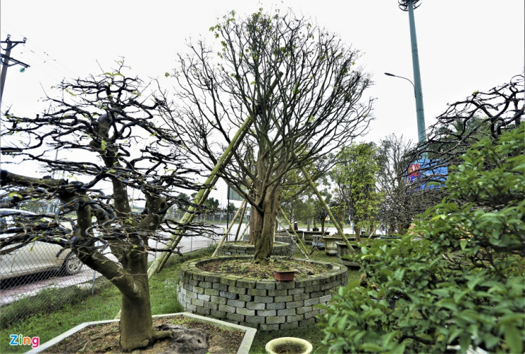 Còn tại vườn cây cảnh của anh Đỗ Duy Hiệu (phường Thạch Quý, TP Hà Tĩnh), đang rao bán, cho khách thuê chơi Tết các gốc mai khủng gần 100 tuổi.