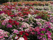 Hoa Tết ở TP HCM giảm giá sớm, khách thuê cả xe tải tới mua hàng