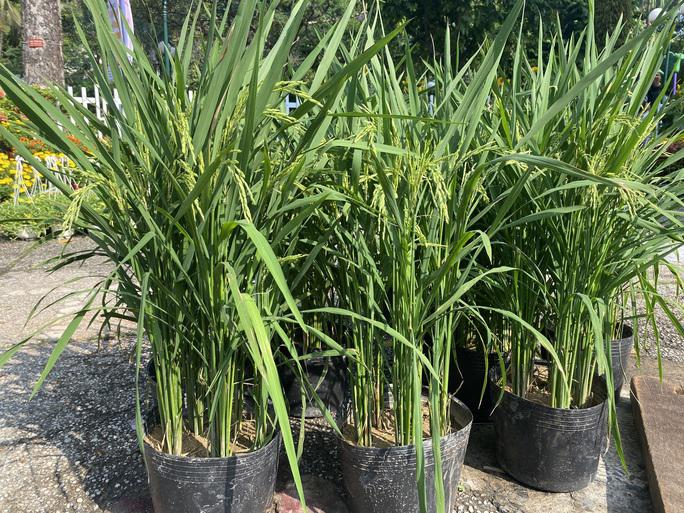 Lúa 120.000 đồng/cặp