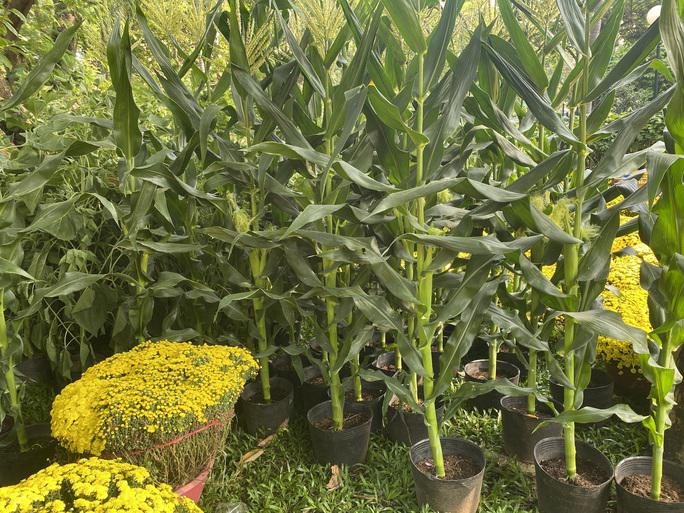 Bắp 120.000 đồng/cặp