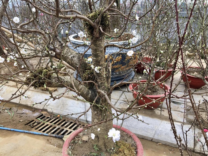 Một số nhà vườn ở vùng cao Sa Pa, Bắc Hà (tỉnh Lào Cai) bắt đầu nhân giống đào quý hiếm này phục vụ người chơi hoa Tết.