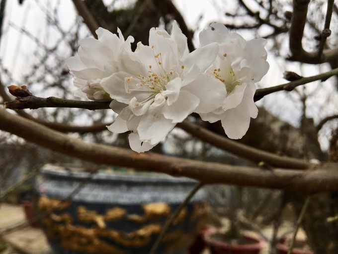 Bạch đào được người chơi hoa mệnh danh là "hoàng hậu" của các loại hoa đào Tết. Tại chợ hoa Xuân, gốc cây cổ thụ bạch đào Bắc Hà nở hoa trắng muốt được chào bán với 8 triệu đồng. Chủ cây hoa bạch đào này cho biết, đây là loài hoa quý, nhiều người thường gọi là "Hoàng Hậu" của loài hoa đào Tết vì thế giá bán rất cao.