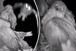 Media - Cú mèo "bắt cóc" đại bàng