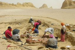 Media - Video: Khám phá thung lũng cá voi trên sa mạc ở Ai Cập