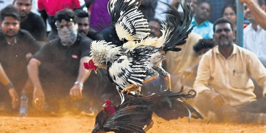 Chọi gà trong lễ hội Sankranti ở Ấn Độ (ảnh: Daily Mail)