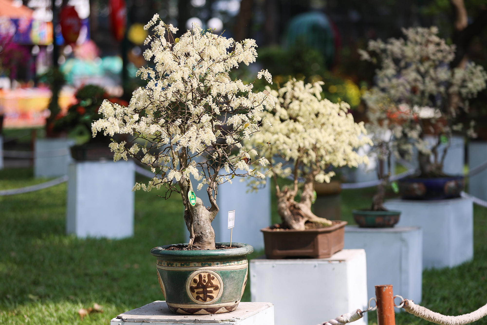 Hội hoa xuân năm nay trưng bày và dự thi trên 2.500 hiện vật đạt tiêu chuẩn, thuộc các bộ môn hoa mai, hoa sứ, hoa ôn đới, cây quý hiếm, bonsai, hòn non bộ… xứng danh kỳ hoa dị thảo