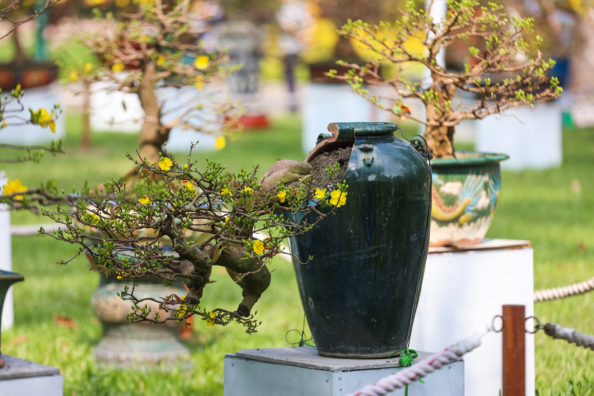 Trong đó nhiều cây mai thế được uốn thế công phu, cho ra những hình dáng độc đáo.