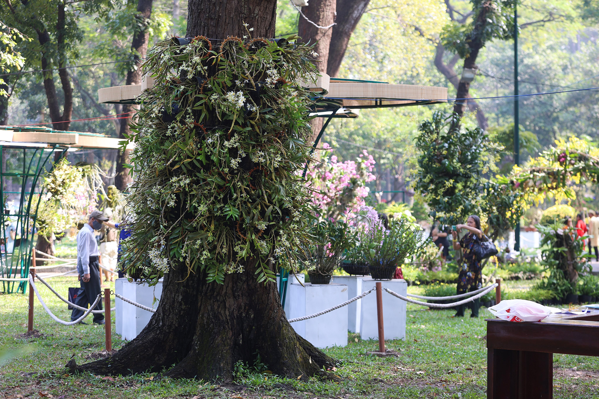 Khu trưng bày hoa lan rộng hơn 1.000m2 với nhiều loài lan đa sắc màu.