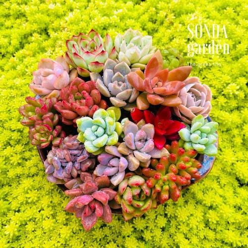 Bộ 5 cây sen đá nhiều màu sắc và chủng loại khác nhau sẽ vừa giúp bàn làm việc của bạn thêm hút mắt, vừa có thể là món quà tặng đồng nghiệp trong ngày đầu năm. Đặt mua ngay với giá 90.000 đồng trên Shopee.