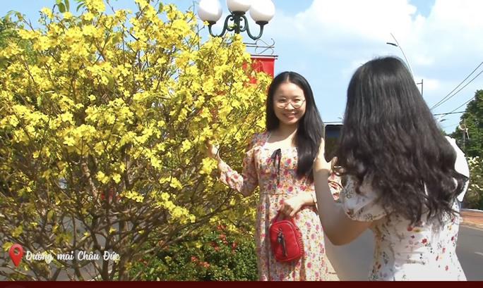 Hàng cây mai được trồng thử nghiệm đã tạo hiệu ứng tốt đẹp trong lòng người dân địa phương và du khách, đặc biệt là mỗi dịp xuân về, khi hoa nở vàng rực khắp tuyến đường.