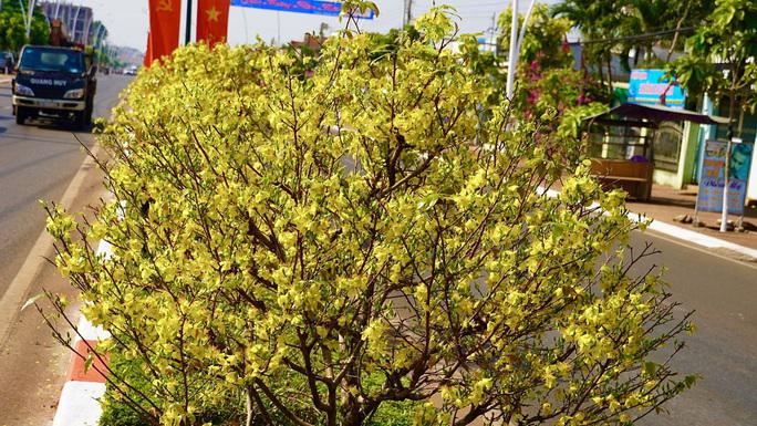 Theo UBND huyện Châu Đức, năm 2017, với mong muốn trồng một loại cây đặc trưng và tạo điểm nhấn riêng biệt vào thời điểm năm mới, Tết đến và mang đậm dấu ấn địa phương ở hạng mục cây xanh đô thị, huyện đã cho phép thử nghiệm trồng hơn 100 cây mai vàng giữa dải phân cách trên Quốc lộ 56.
