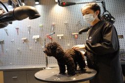 Tin tức trong ngày - Dịch vụ "tút tát nhan sắc" chó mèo bội thu dịp Tết