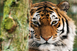 Thế giới - Những người chuyên mang đến kết cục thảm cho chúa sơn lâm