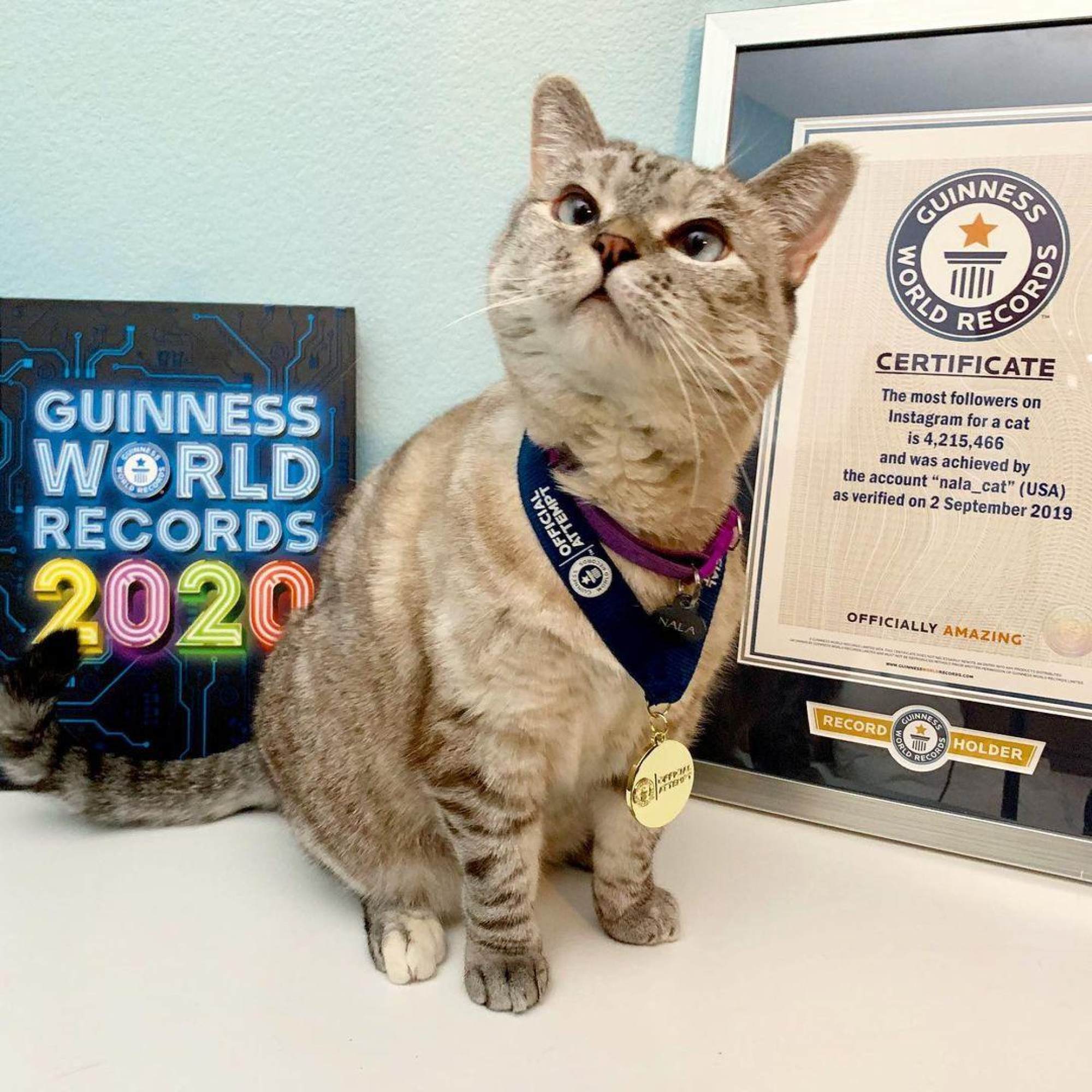 Mèo Nala bên cạnh chứng nhận Guinness là con mèo nổi tiếng nhất Instagram (ảnh: Hollywoodreporter)