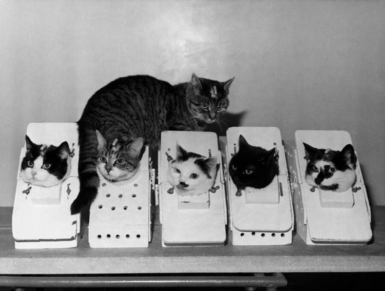 Mèo Felicette (ngoài cùng bên trái) cùng những con mèo khác tham gia huấn luyện “phi hành gia” (ảnh: History)