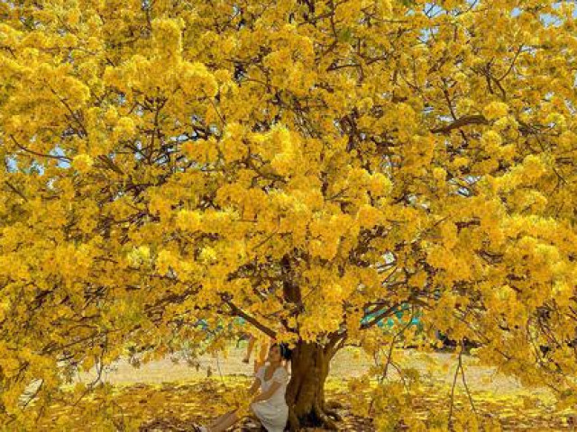 Tin tức trong ngày - Cây mai “có một không hai" ở Đồng Nai