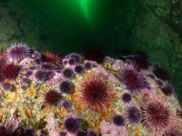 Phi thường - kỳ quặc - Ngả mũ trước những sinh vật "thọ ngang trời đất”