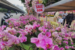 Thị trường - Tiêu dùng - Bất ngờ lan hồ điệp “đại hạ giá”, bán đầy vỉa hè với giá chỉ 50 nghìn đồng/gốc