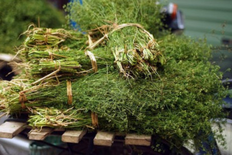 Vì sao lại thường tắm lá mùi vào chiều 30 Tết?