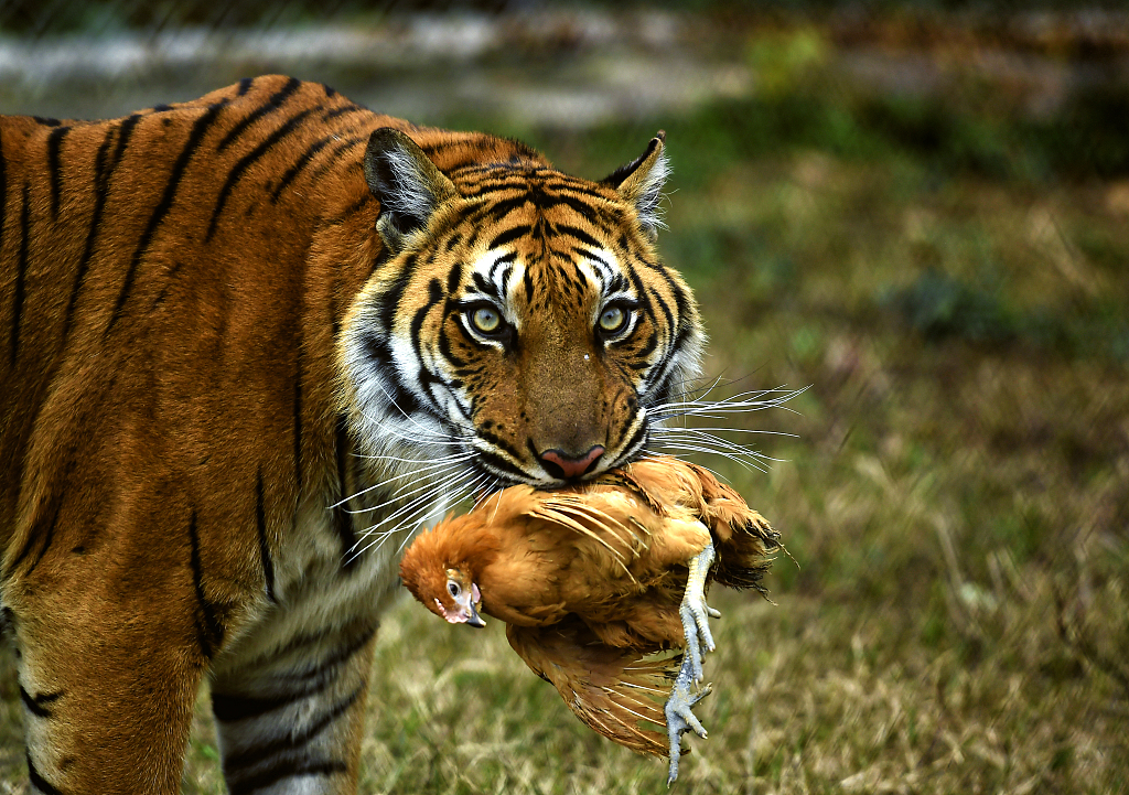 Một con hổ Bengal tha mồi. Ảnh: CGTN