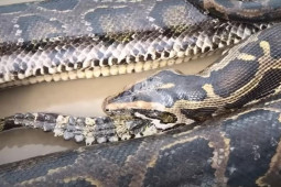 Media - Cá sấu đụng độ hàng loạt "sát thủ" và cái kết bi thảm cho kẻ chiến bại