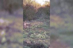 Phi thường - kỳ quặc - Video: Bị bắn, trâu rừng "nổi điên" lao tới húc người thợ săn