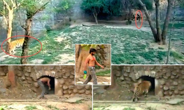 Kaushik trêu ngươi, thách thức hổ trong vườn thú. Ảnh cắt từ video