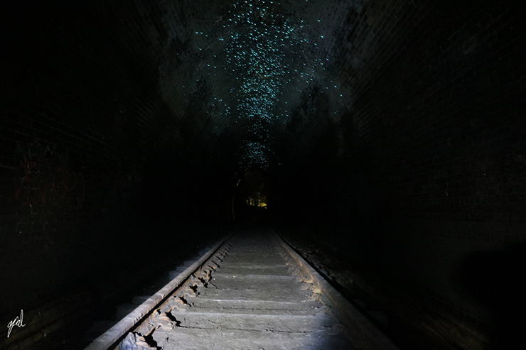 Sau khi khôi phục về hình dáng ban đầu, đường hầm đường sắt cũ đã trở thành ngôi nhà của đom đóm. Đàn đom đóm này được cho là lớn nhất ở New South Wales. Chúng phủ kín trần đường hầm, phát ra ánh sáng xanh đặc trưng để thu hút con mồi vào ban đêm.
