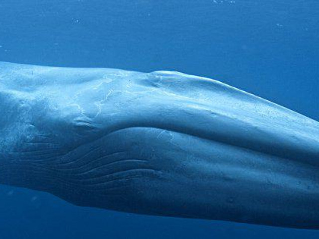 Phi thường - kỳ quặc - Động vật lớn nhất, nặng nhất, cao nhất... thế giới