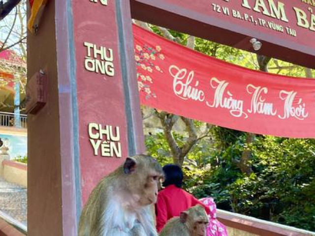 Tin tức trong ngày - Hình ảnh hàng trăm con khỉ chọn cửa chùa làm nơi nương náu