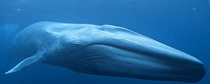 Cá voi xanh - loài động vật lớn nhất thế giới. Ảnh: Australian Antarctic Program