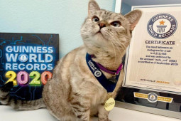 Con mèo giàu nhất thế giới, “sếp” của công ty trị giá hơn 100 triệu USD