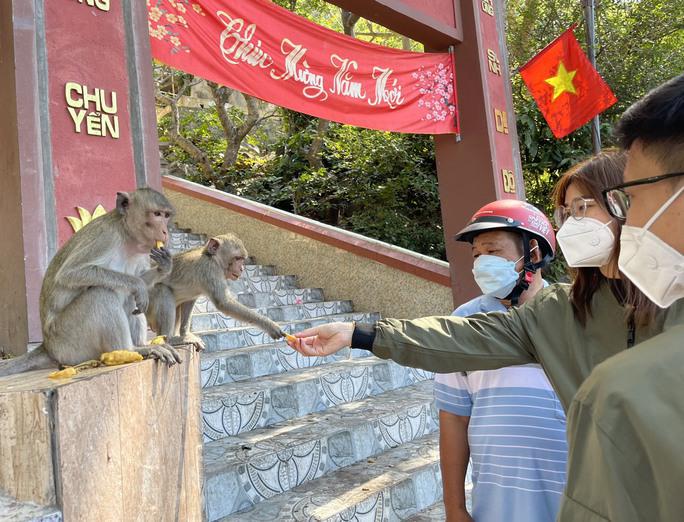 Như thành thói quen, mỗi ngày rất đông người dân và du khách sẽ tìm lên chùa Tam Bảo để cho khỉ ăn, thức ăn của khỉ chủ yếu là chuối, các loại hạt, chúng thậm chí còn uống các loại nước ngọt, ăn bánh nếu du khách cho.
