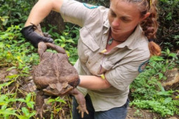 Thế giới - Tình cờ bắt được cóc siêu "khủng", phá kỷ lục thế giới