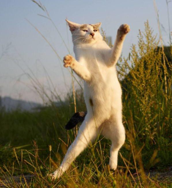 Vẻ đẹp biến hóa của miêu quyền - 2