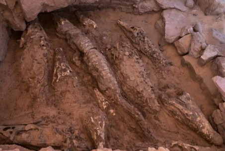 Người Ai Cập cổ đại ướp xác cá sấu?