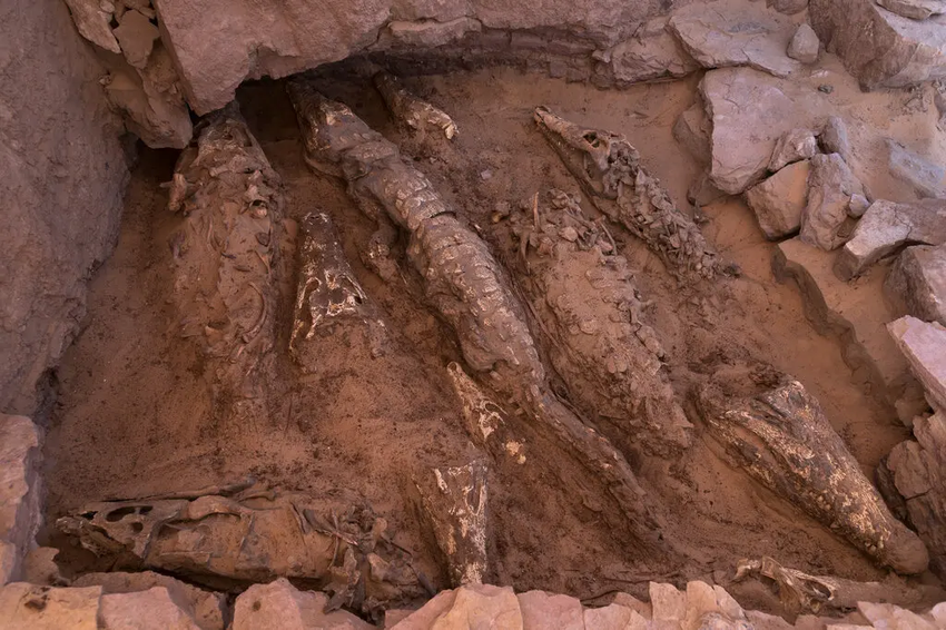 Xác ướp cá sấu, ước tính khoảng 2.500 năm tuổi, được phát hiện tại ngôi mộ Qubbat al-Hawā nằm ở bờ tây sông Nile. Ảnh: Patricia Mora Riudavets
