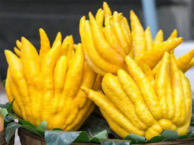 Sức khỏe đời sống - Quả phật thủ - Từ mâm ngũ quả đến vị thuốc tốt cho sức khỏe