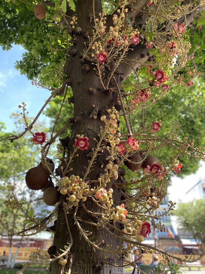 Hoa Sala, hay còn gọi là cây Vô Ưu, trong khuôn viên Lăng Ông đang khoe sắc, tỏa hương thanh khiết vào ngày xuân mới
