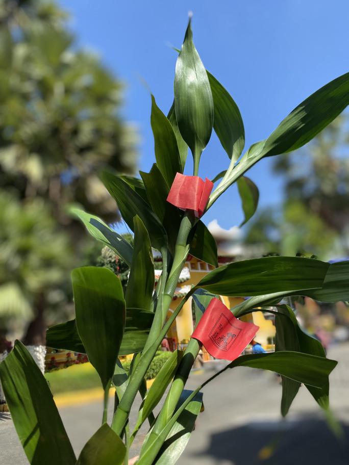 Nhành lộc xanh tượng trưng cho sự sinh sôi  nảy nở, là may mắn bình an, là những điều tươi mới được hình thành